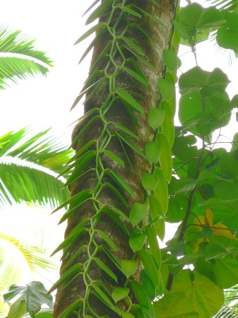 89- Un plant de vanille sauvage sur un cocotier 